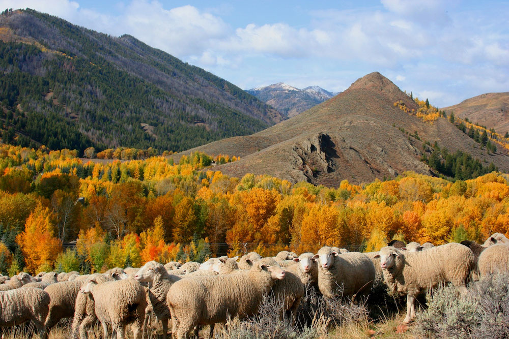 pre-parade-sheep-on-hillside-credit-carol-waller-2014