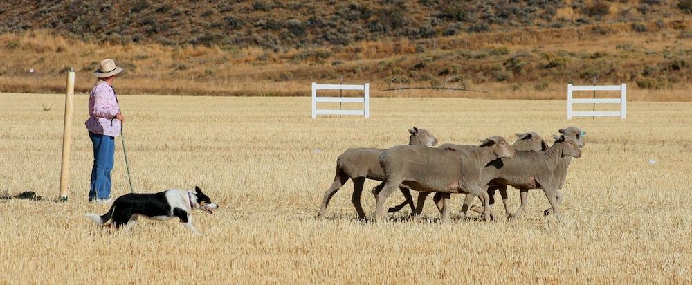 sheep-dog-trials-herd-em-out-credit-carol-waller-2012