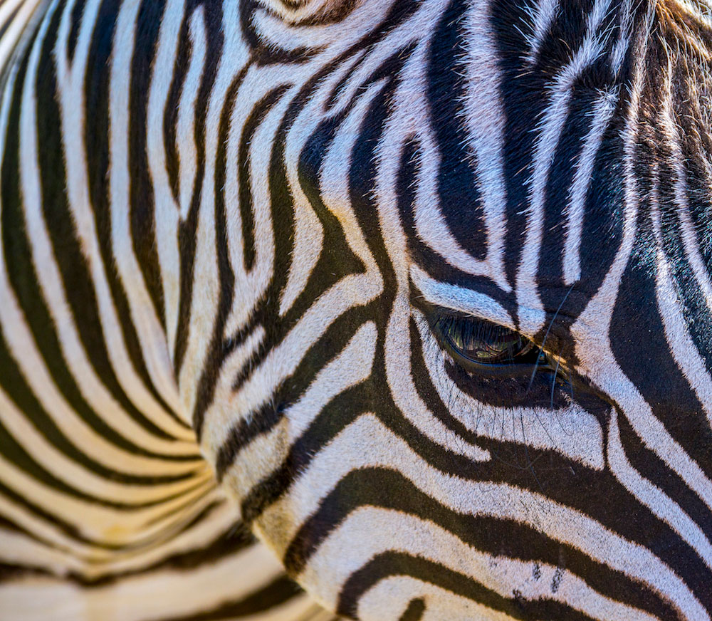 zebra