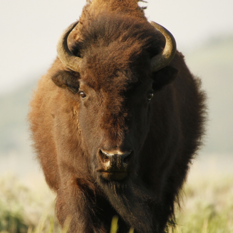 Beauty of the Bison at Vermejo Park Ranch - BigLife Magazine